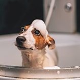 shampoing naturel pour chiens